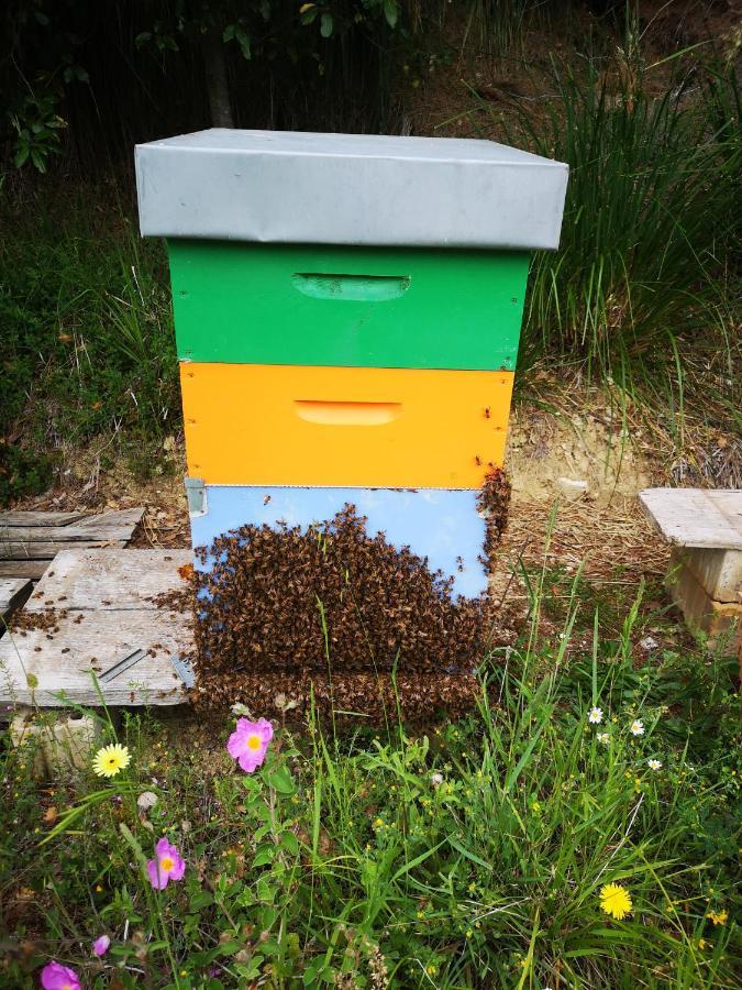 Pietra Antica * Ripatransone