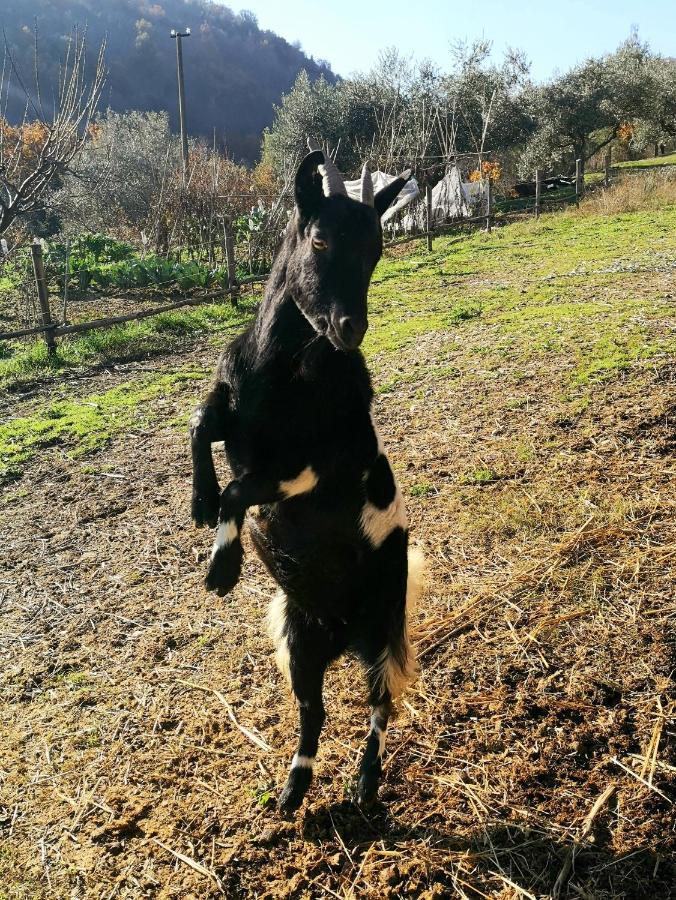 Pietra Antica Alojamento de Turismo Rural *